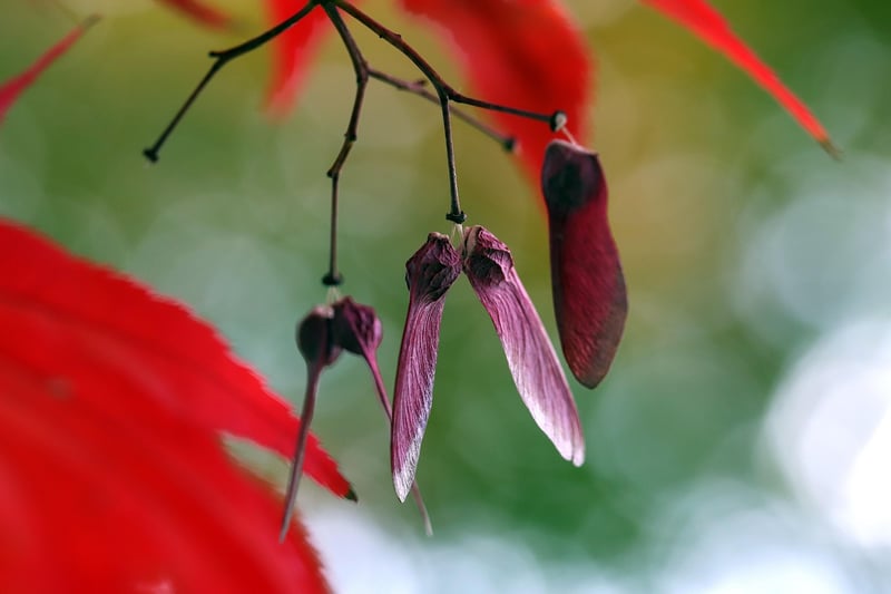 Maple